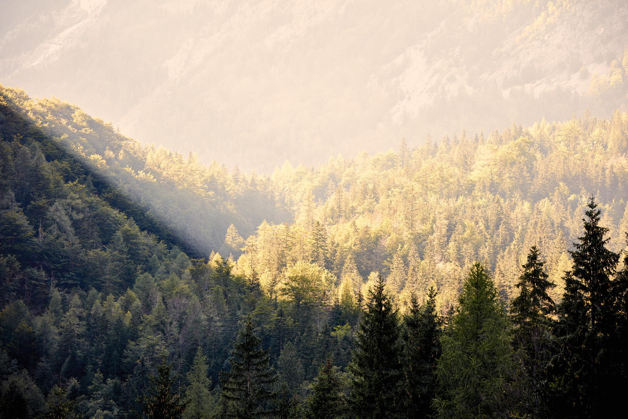 Società di vendita STIHL in tutto il mondo