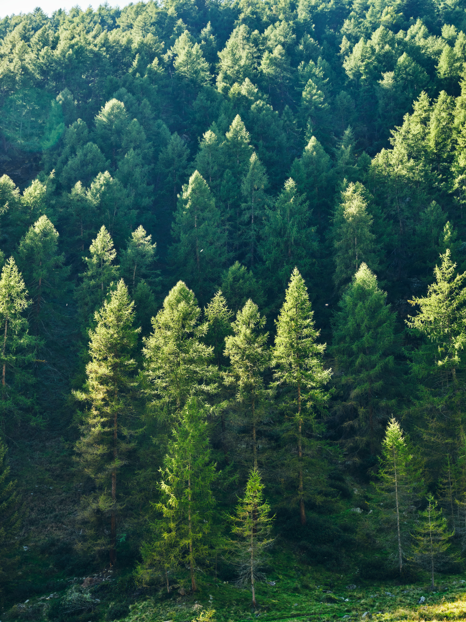 Informazioni su STIHL