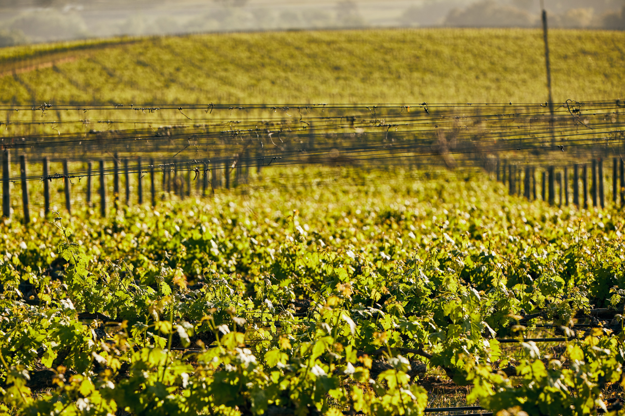 Società di vendita STIHL in Sud America