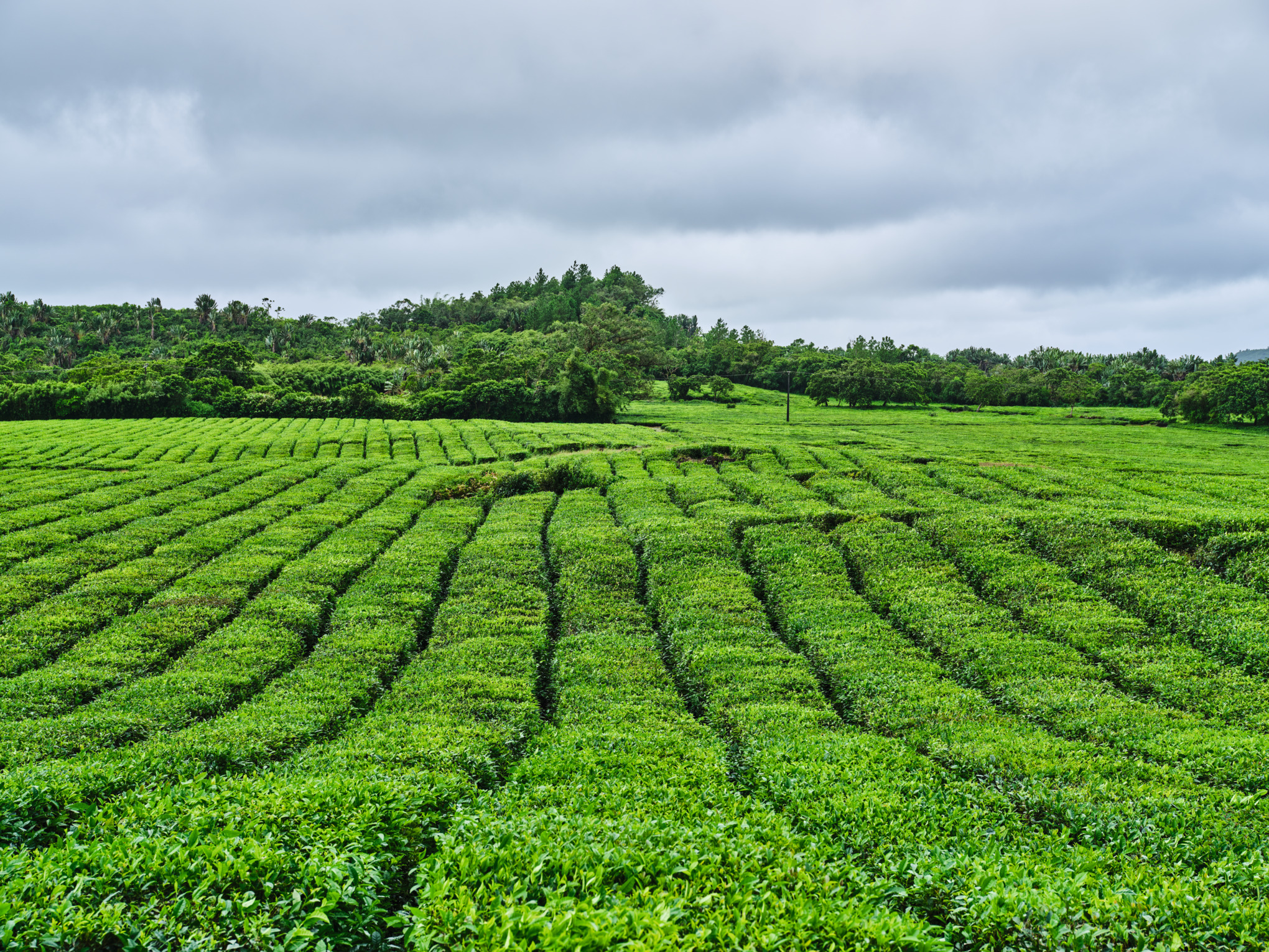 Società di vendita STIHL in Medio Oriente