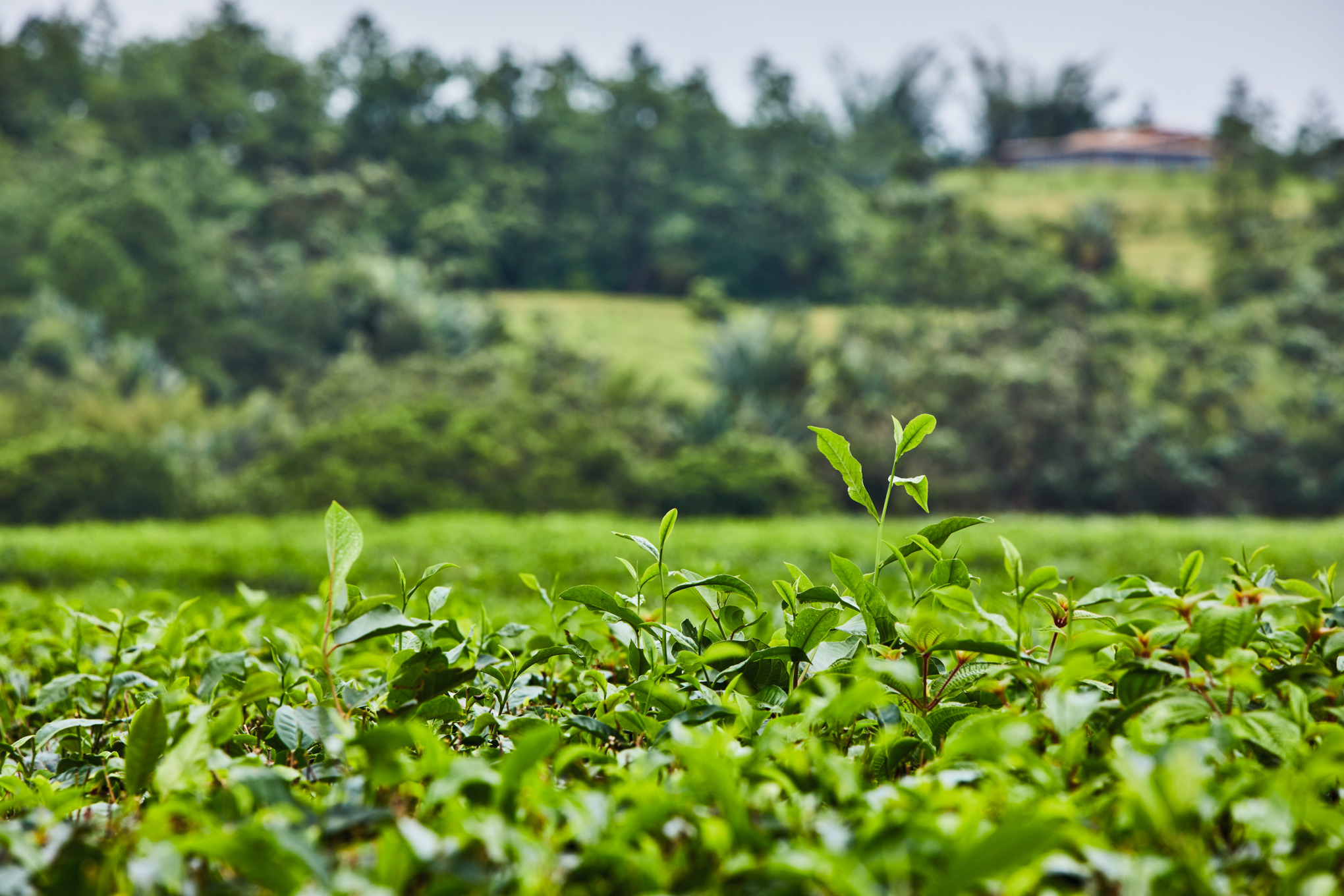 Crescere a immagine della natura